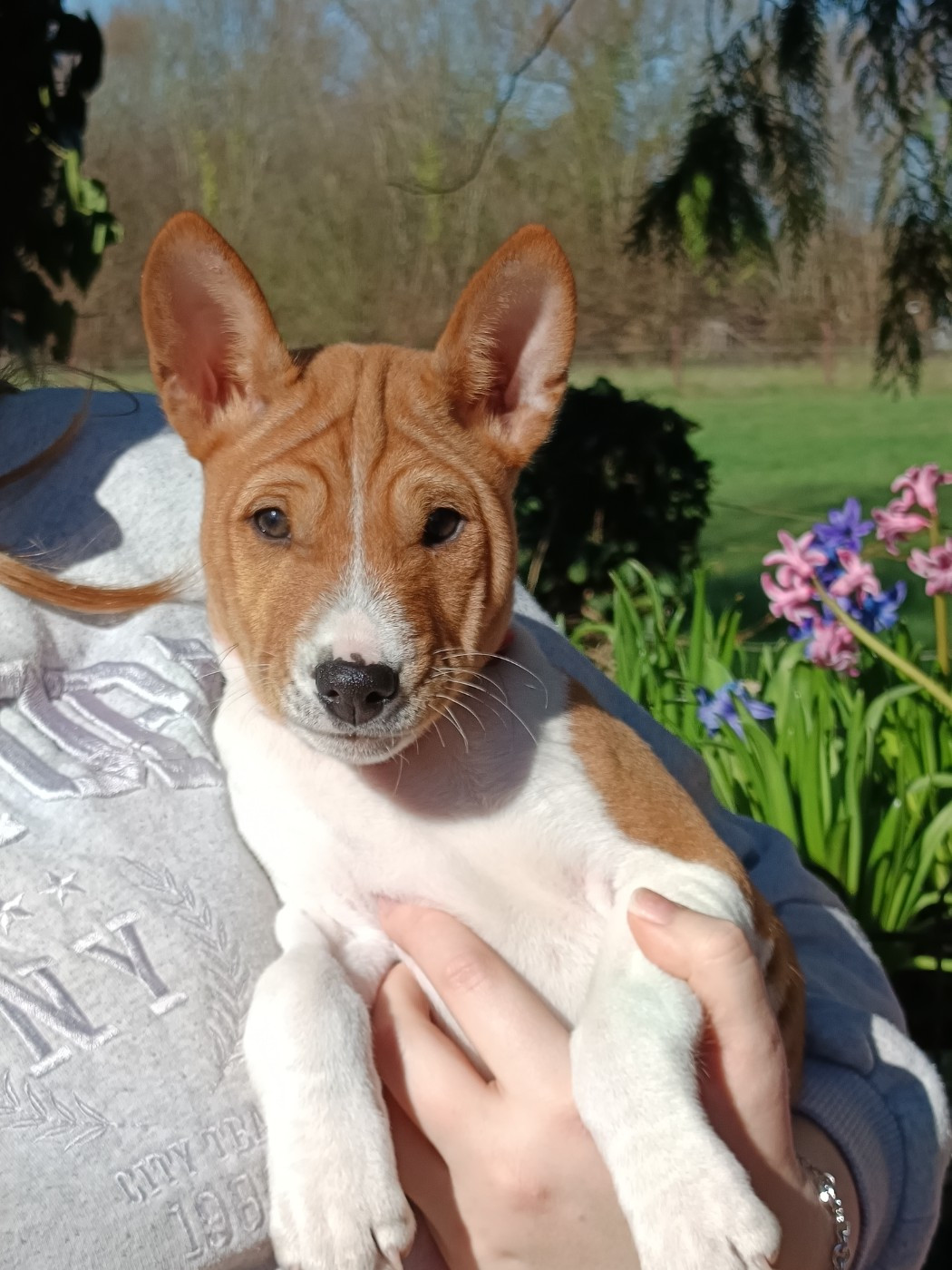 Of swala pala - Chiots disponibles - Basenji