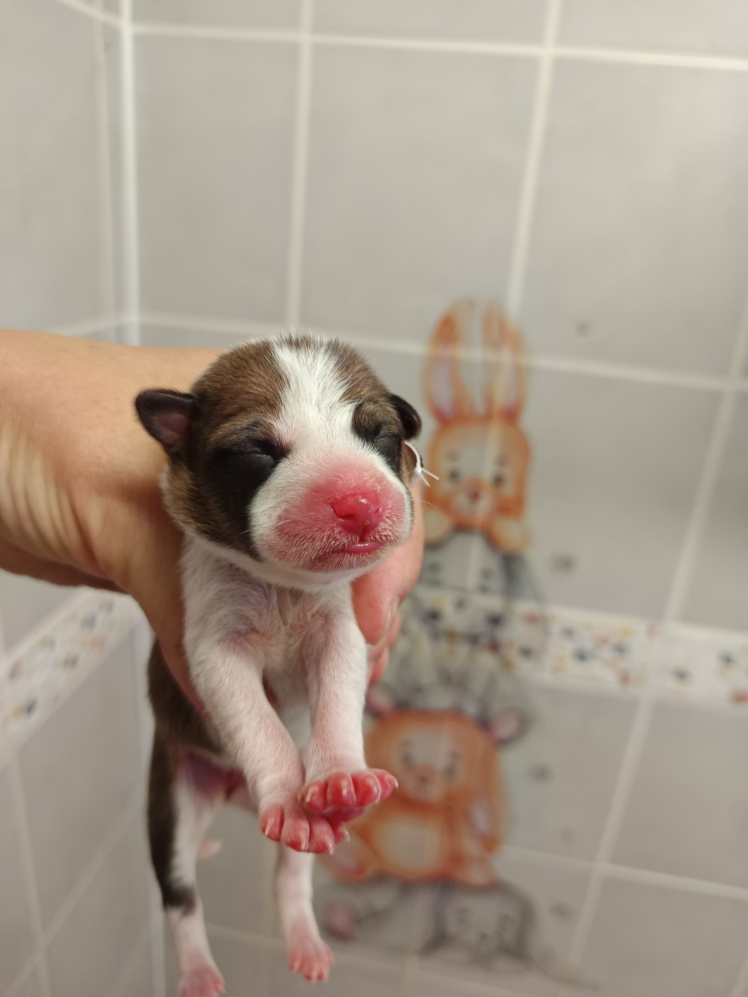 Of swala pala - Chiots disponibles - Basenji