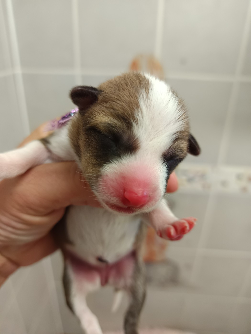 Of swala pala - Chiots disponibles - Basenji
