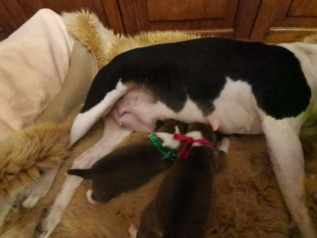 Chiot Basenji Of swala pala