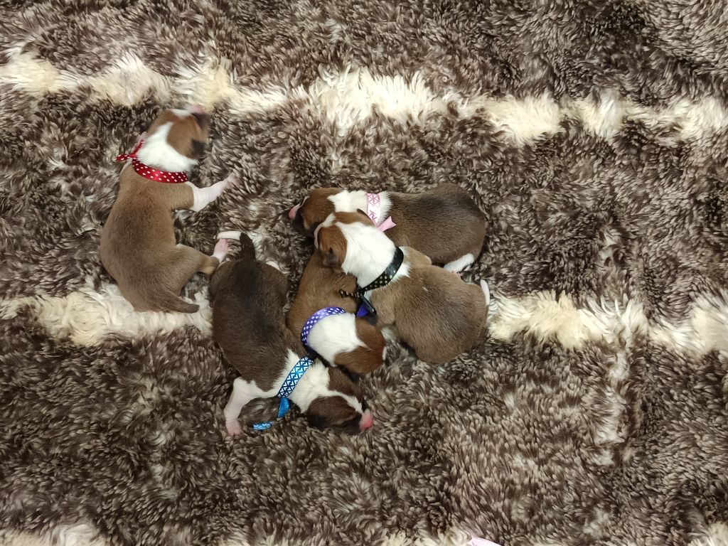 Chiot Basenji Of swala pala