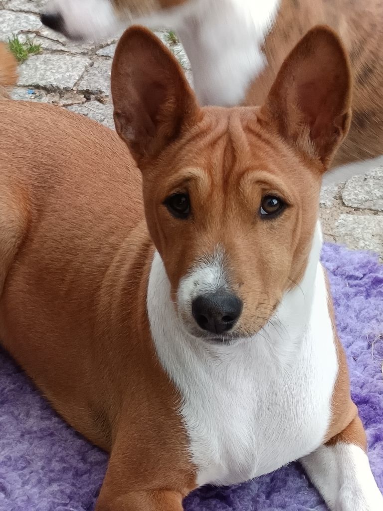 Of swala pala - Chiots disponibles - Basenji