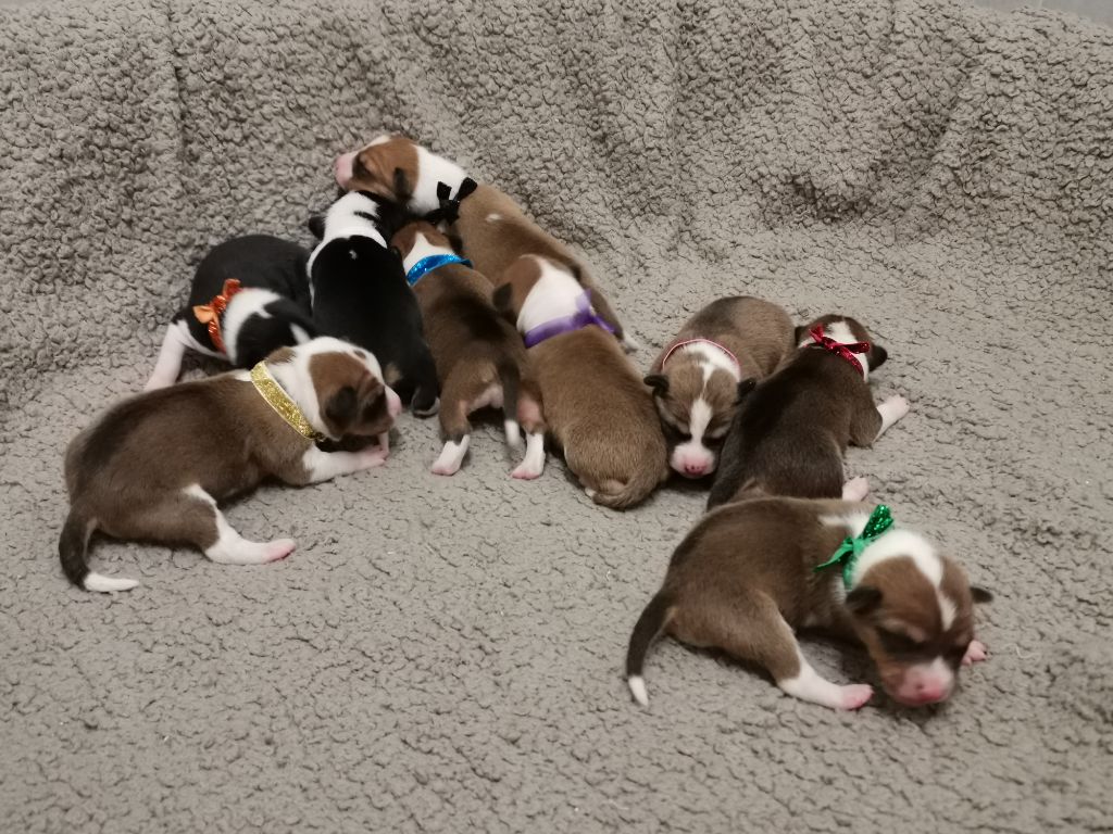 Chiot Basenji Of swala pala