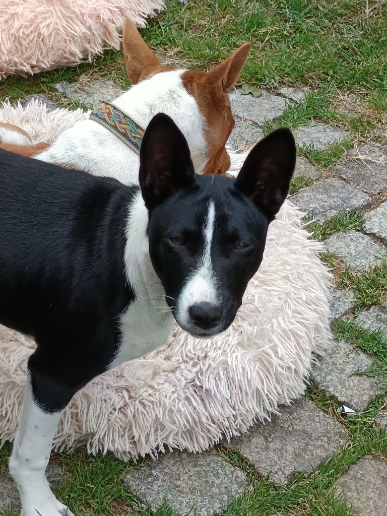 Of swala pala - Chiots disponibles - Basenji