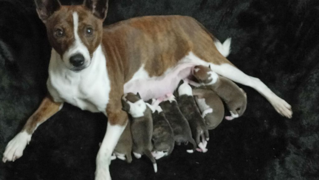 Chiot Basenji Of swala pala
