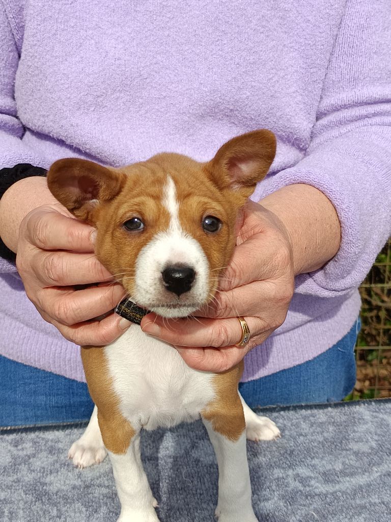 Of swala pala - Basenji - Portée née le 12/01/2025