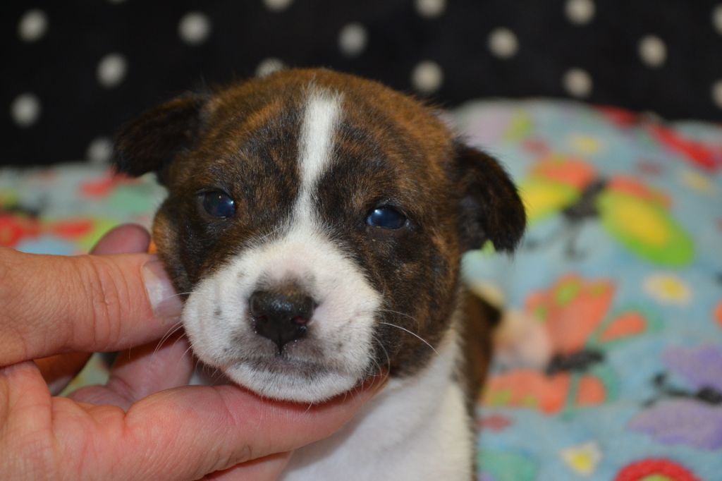 CHIOT